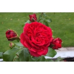 Red Leonardo da Vinci (Ред Леонардо да Вінчі) 